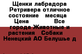 Щенки лабрадора Ретривера отличное состояние 2 месяца › Цена ­ 30 000 - Все города Животные и растения » Собаки   . Ненецкий АО,Белушье д.